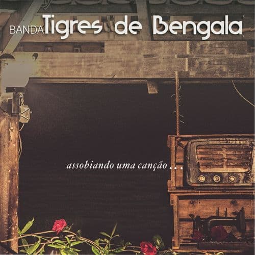 Tigres De Bengala